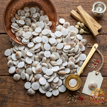  Premium Natural White Gomati Chakra for Pooja & Prosperity