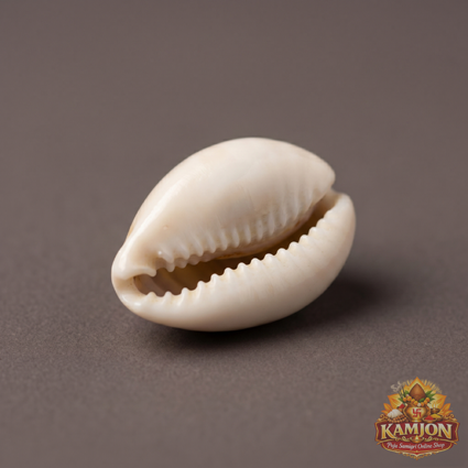  Natural Smooth Cowrie Shells (Pooja Kaudi) - For Abundance  and Prosperity | Bulk 100g