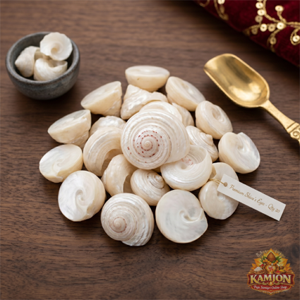  Premium Natural Shiva's Eye Shells (White Gomti Chakra)